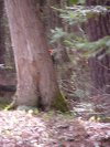 Blurred image of woodpecker at work