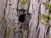 Tree hole made by woodpecker