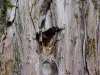 Tree hole made by woodpecker