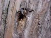 Tree hole made by woodpecker