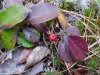 Wild berries of Deep River