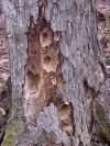 Evidence of woodpeckers