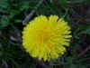 Common Dandelion (Taraxacum officinale)