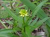 Kidneyleaf Buttercup (Ranunculus abortivus)