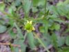 Kidneyleaf Buttercup (Ranunculus abortivus)