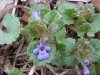 Ground Ivy; Gill-over-the-ground;  Creeping Charlie (Glechoma  hederacea)