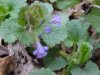 Ground Ivy; Gill-over-the-ground;  Creeping Charlie (Glechoma  hederacea)