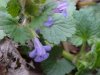 Ground Ivy; Gill-over-the-ground;  Creeping Charlie (Glechoma  hederacea)