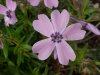 Bird's-Eye Primrose; Dwarf Canadian Primrose (Primula mistassinica)