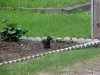 Black Squirrel of Deep River