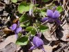Common Blue Violet (Viola sororia)