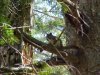 Young squirrel in a tree