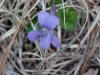 Common Blue Violet; Wooly Blue Violet (Viola sororia)