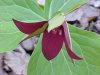 Purple Trillium; Stinking Benjamin (Trillium erectum)
