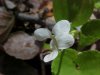 Sweet White Violet (Viola blanda)