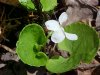 Sweet White Violet (Viola blanda)