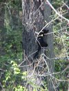 A black Squirrel of Deep River