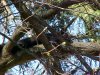 A black Squirrel of Deep River