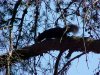 A black Squirrel of Deep River