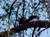 A black Squirrel of Deep River