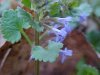 Ground Ivy; Gill-over-the-ground;  Creeping Charlie (Glechoma  hederacea)