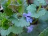 Ground Ivy; Gill-over-the-ground;  Creeping Charlie (Glechoma  hederacea)