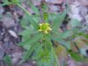 Kidneyleaf Buttercup (Ranunculus abortivus)