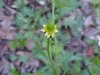 Kidneyleaf Buttercup (Ranunculus abortivus)