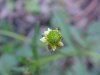 Kidneyleaf Buttercup (Ranunculus abortivus)
