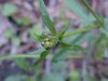 Kidneyleaf Buttercup (Ranunculus abortivus)
