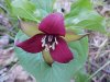 Purple Trillium; Stinking Benjamin (Trillium erectum)