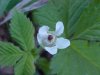 possible Northern Dewberry (Rubus flagellaris)