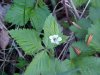 possible Northern Dewberry (Rubus flagellaris)