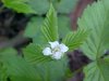 possible Northern Dewberry (Rubus flagellaris)