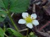 Virginia Strawberry ; Common Strawberry (Fragaria virginiana)