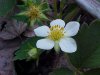 Virginia Strawberry ; Common Strawberry (Fragaria virginiana)