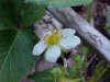 Virginia Strawberry ; Common Strawberry (Fragaria virginiana)