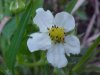 Virginia Strawberry ; Common Strawberry (Fragaria virginiana)