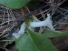 Trailing Arbutus (Epigaea repens)