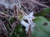 Trailing Arbutus (Epigaea repens)