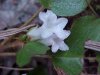 Trailing Arbutus (Epigaea repens)