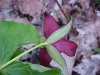 Purple Trillium; Stinking Benjamin (Trillium erectum)