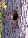 Woodpecker made hole