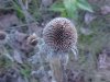 Common Teasel (Dipsacus fullonum)