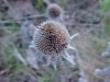 Common Teasel (Dipsacus fullonum)