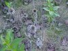 Common Teasel (Dipsacus fullonum)