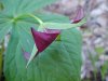 Purple Trillium; Stinking Benjamin (Trillium erectum)