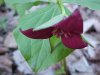 Purple Trillium; Stinking Benjamin (Trillium erectum)