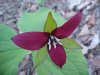 Purple Trillium; Stinking Benjamin (Trillium erectum)