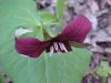 Red Trillium; Purple Trillium; Stinking Benjamin; Wake-Robin (Trillium erectum)
